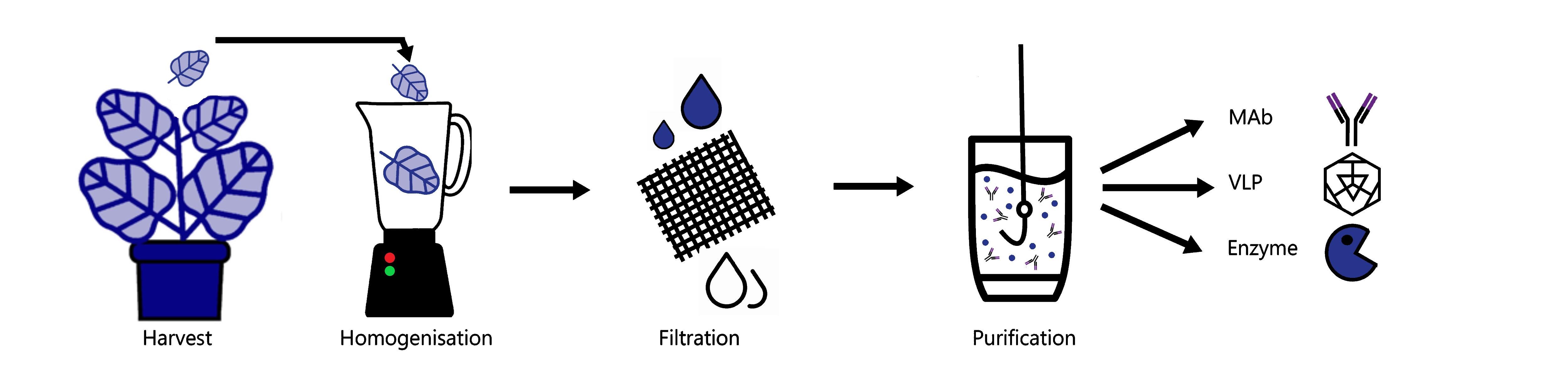 Recombinant protein separation process