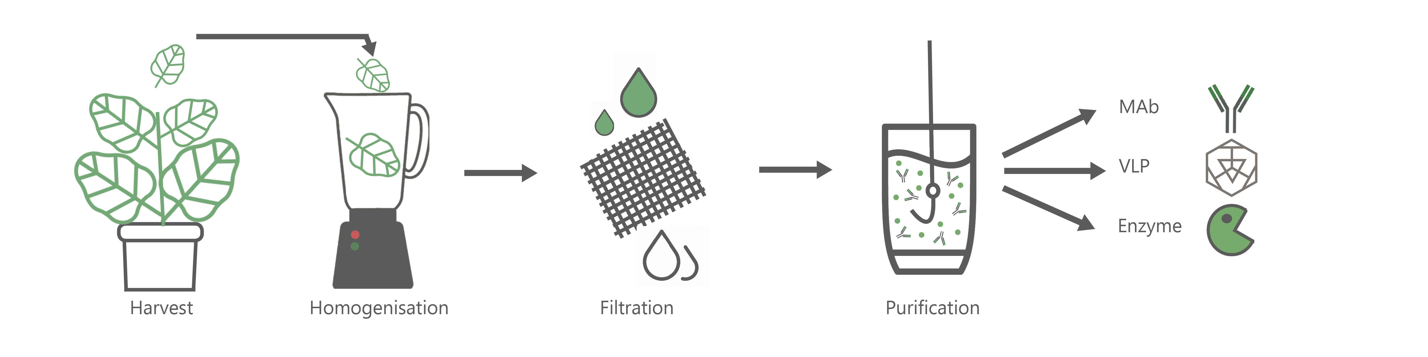Recombinant protein separation process
