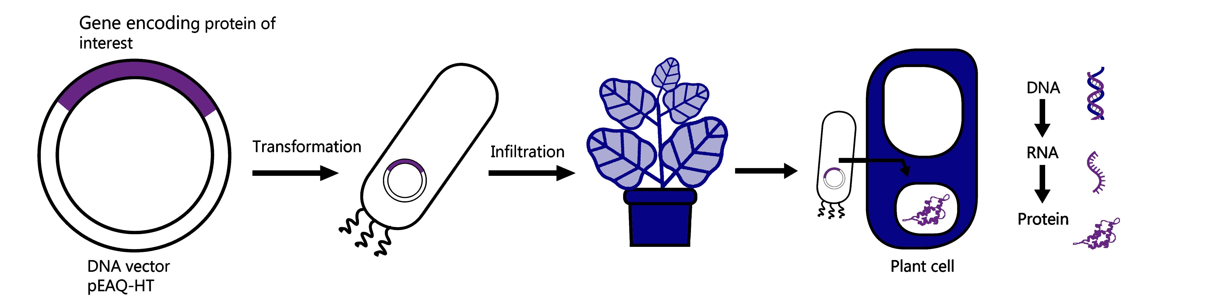 Recombinant protein expression in plants