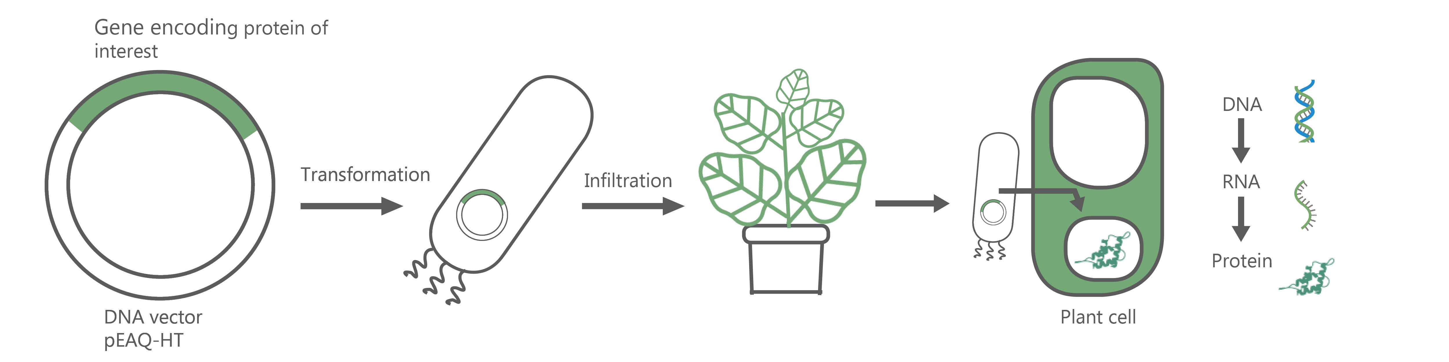 Recombinant protein expression in plants